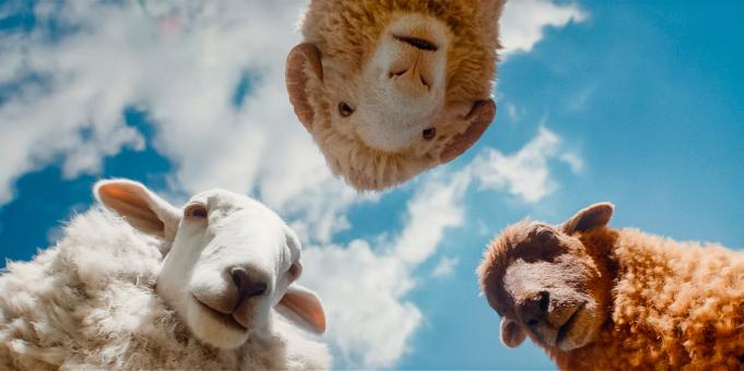 (de gauche à droite) Cloud, Mopple et Lily dans « Bêêêêtective Privé » d'Amazon MGM Studios. Crédit photo : avec l'aimable autorisation d'Amazon MGM Studios   © Sony Pictures Releasing Switzerland GmbH