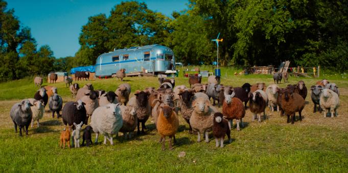 (de gauche à droite) Pickles, Daisy, Oliver, Cloud, Wool-Eyes, Reggie, Ronnie, Sir Ritchfield, Lily, Mopple, Zora et le mouton évanoui dans « Bêêêêtective Privé » d’Amazon MGM Studios. Crédit photo : avec l’aimable autorisation d’Amazon MGM Studios  © Sony Pictures Releasing Switzerland GmbH